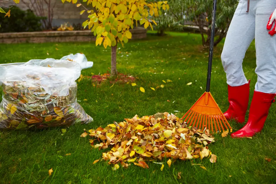 Reputable Yard Cleanup Hesperia, CA